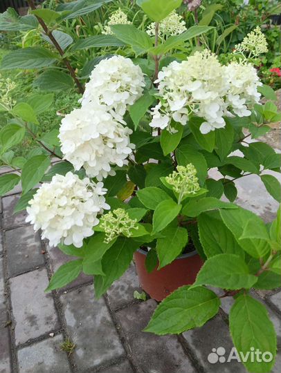 Метельчатые низкорослые Гортензии