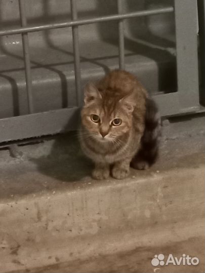 Помочь кошечкам