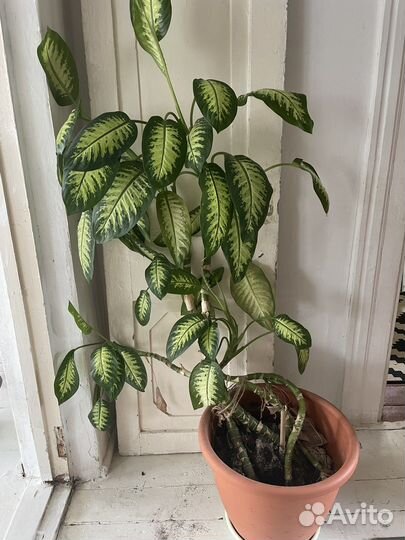 Диффенбахия