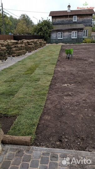 Рулонный газон Теневыносливый