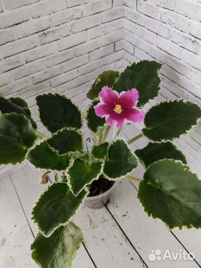 Цветущие фиалки