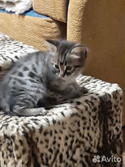 Котята