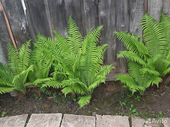 Папортник садовый