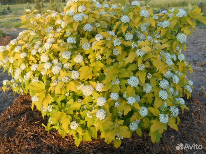 Саженцы пузыреплодник