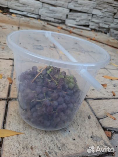 Виноград синий крупный