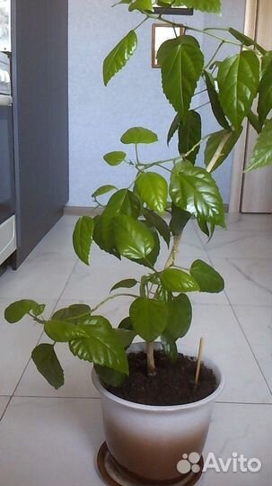 Гибискус китайская роза