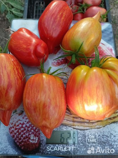 Семена коллекционных сортов томатов