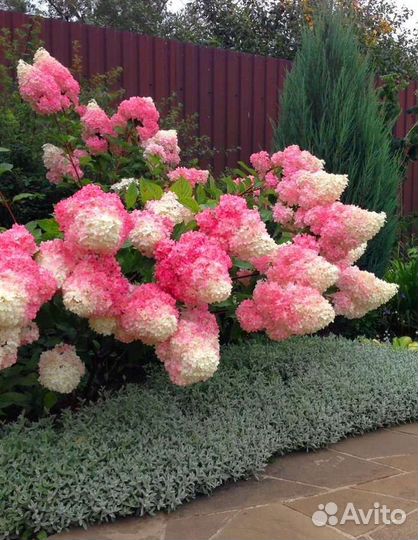 Гортензия Ванилла Фрайз