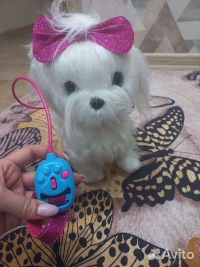 Маленькая собачка