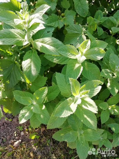 Мята сушеная