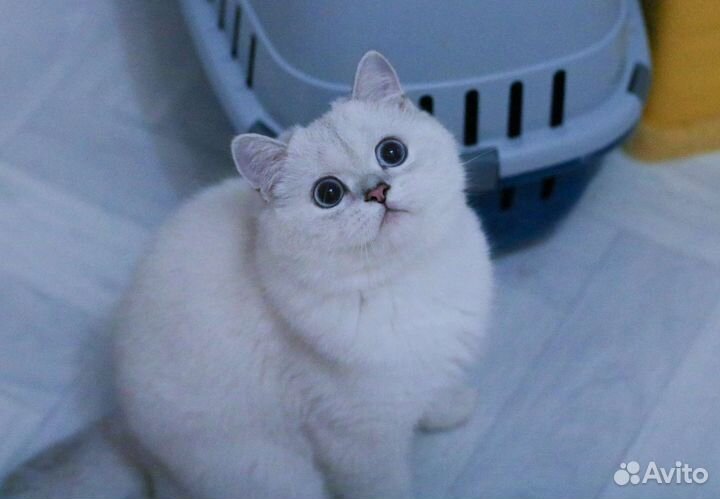 Элитный синеглазый котик