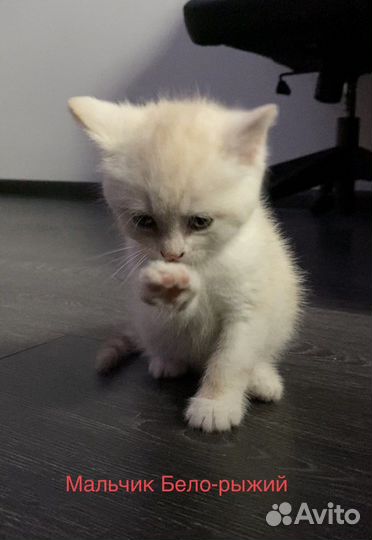 Котята в дар. Помесь Норвежской лесной кошки