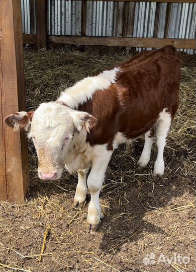 Бычки и телята герефорды