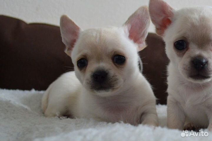 Шикарный щенок чихуахуа,ркф,чип,клеймо