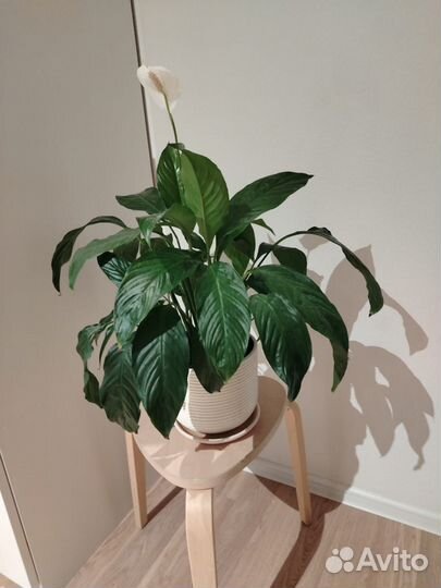 Спатифиллум