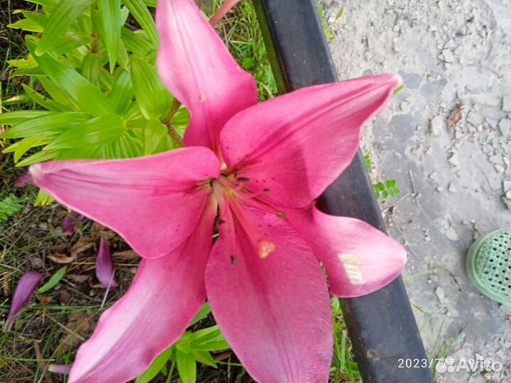 Лиии азиатские