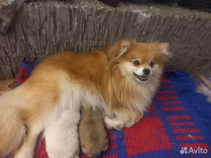 Померанский шпиц