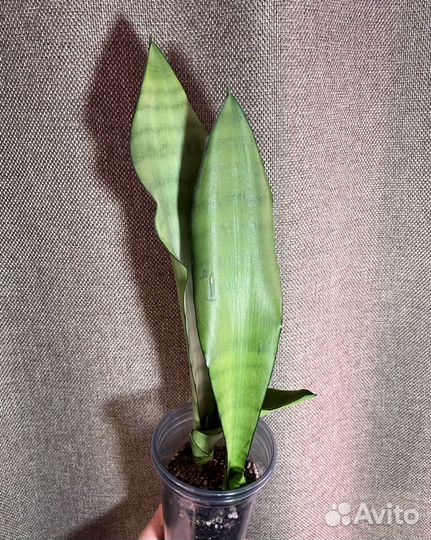 Растения разные#1