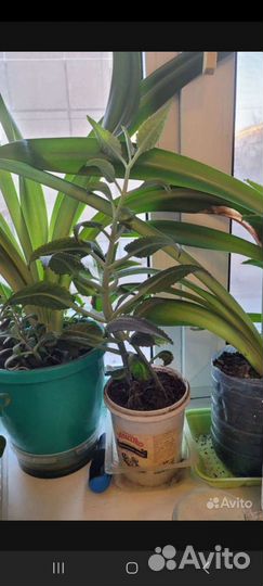 Каланхоэ лечебный