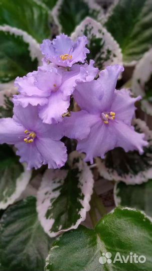 Фиалки детки и черенки