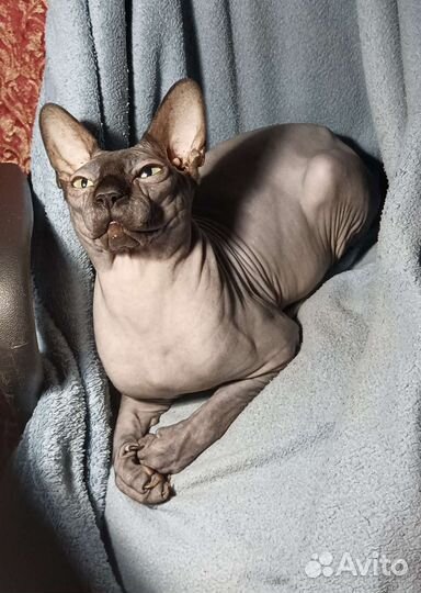 Канадский сфинкс вязка