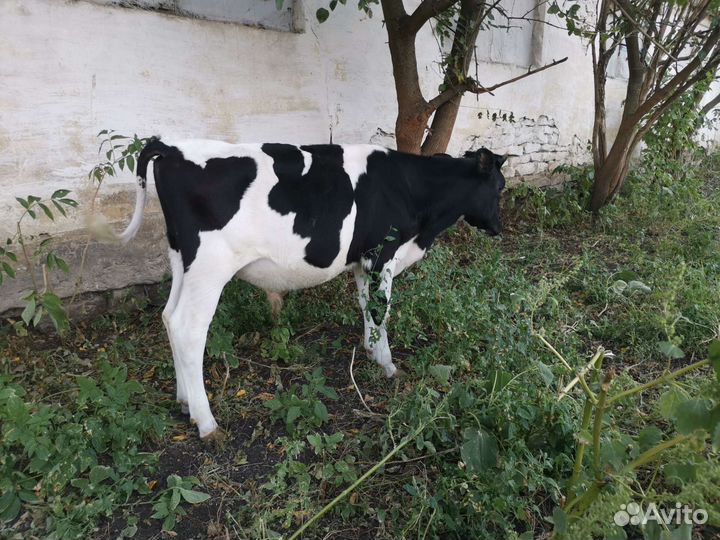 Телята бычки