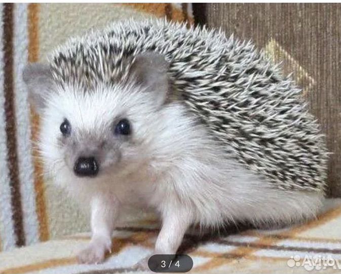 Передержка домашних животных