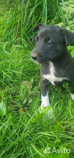 Щенки хаски