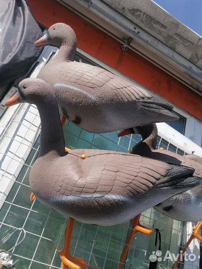 Гусиные профиля