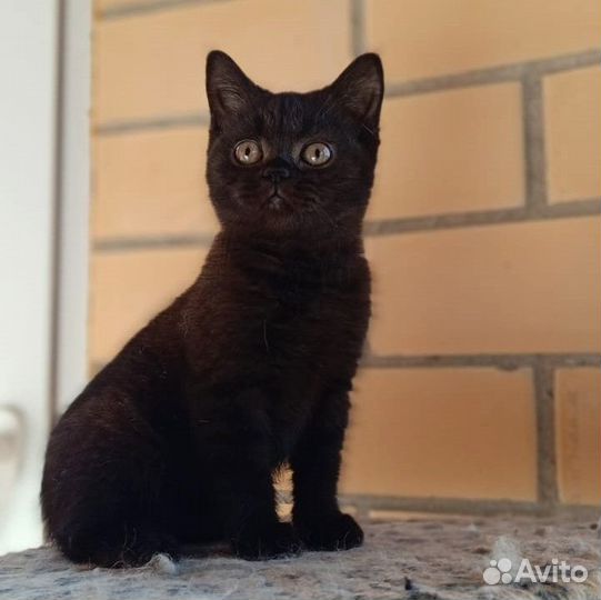 Черная пантера. Британская короткошерстная