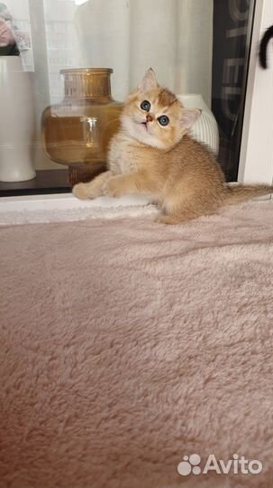 Шотландская золотая шиншилла