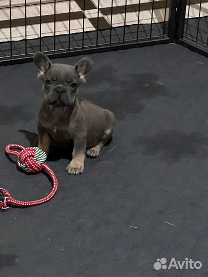 Очаровательное очарование