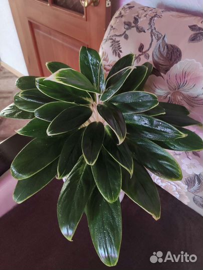 Аглаонема взрослая Yok Kanchana