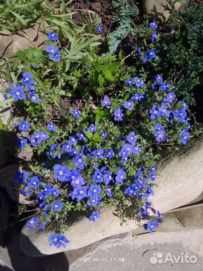 Спирея,дерен, астильба, айва японская и до