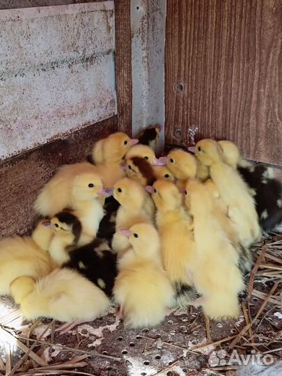 Индоутята суточные