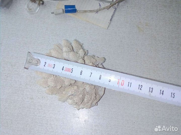 Коралл и ракушки