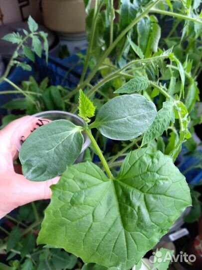 Рассада огурцов