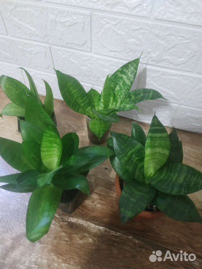 Сансевиерия, хавортия, алоэ, гастерия