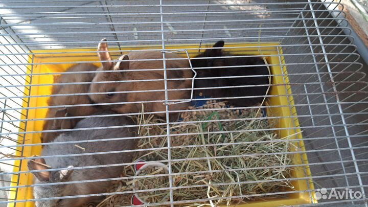 Декоративные кролики