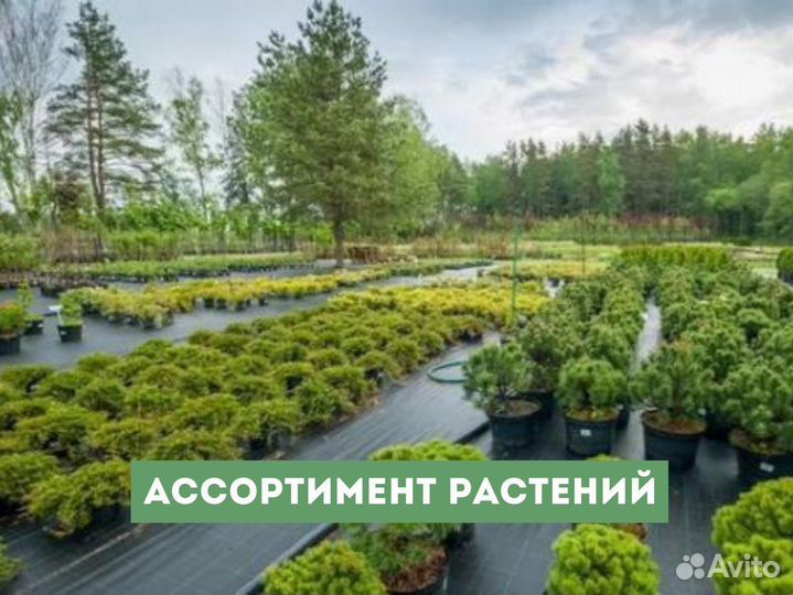 Туя колоновидная