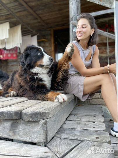 Специалист по поведению для собак-компаньонов