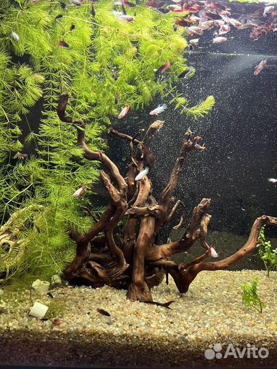 Рыбка петушок