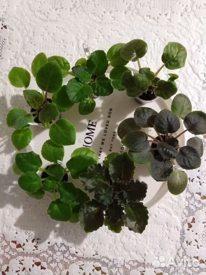 Фиалка сотовая