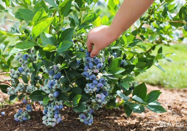 Голубика сорт Блюкроп