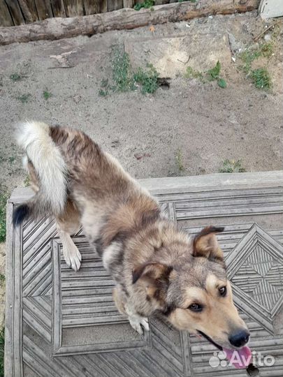Собака для охраны
