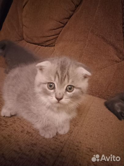 Шотландские кошечки очень красивые любят детей