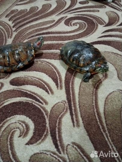 Черепахи красноухие