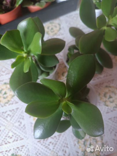 Комнатные цветы