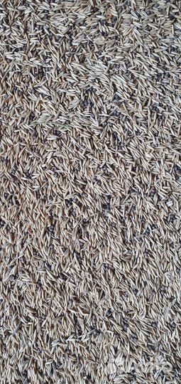 Семена Вики Овса 35/65