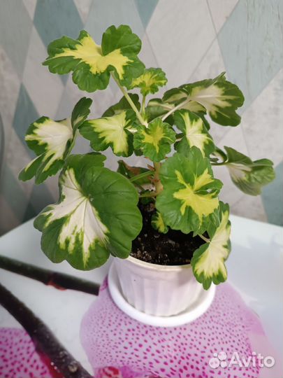 Пеларгония пестролистная в горшке
